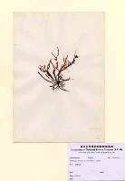 藏品(Grateloupia filicina (J.V. Lamouroux) C. Agardh)的圖片